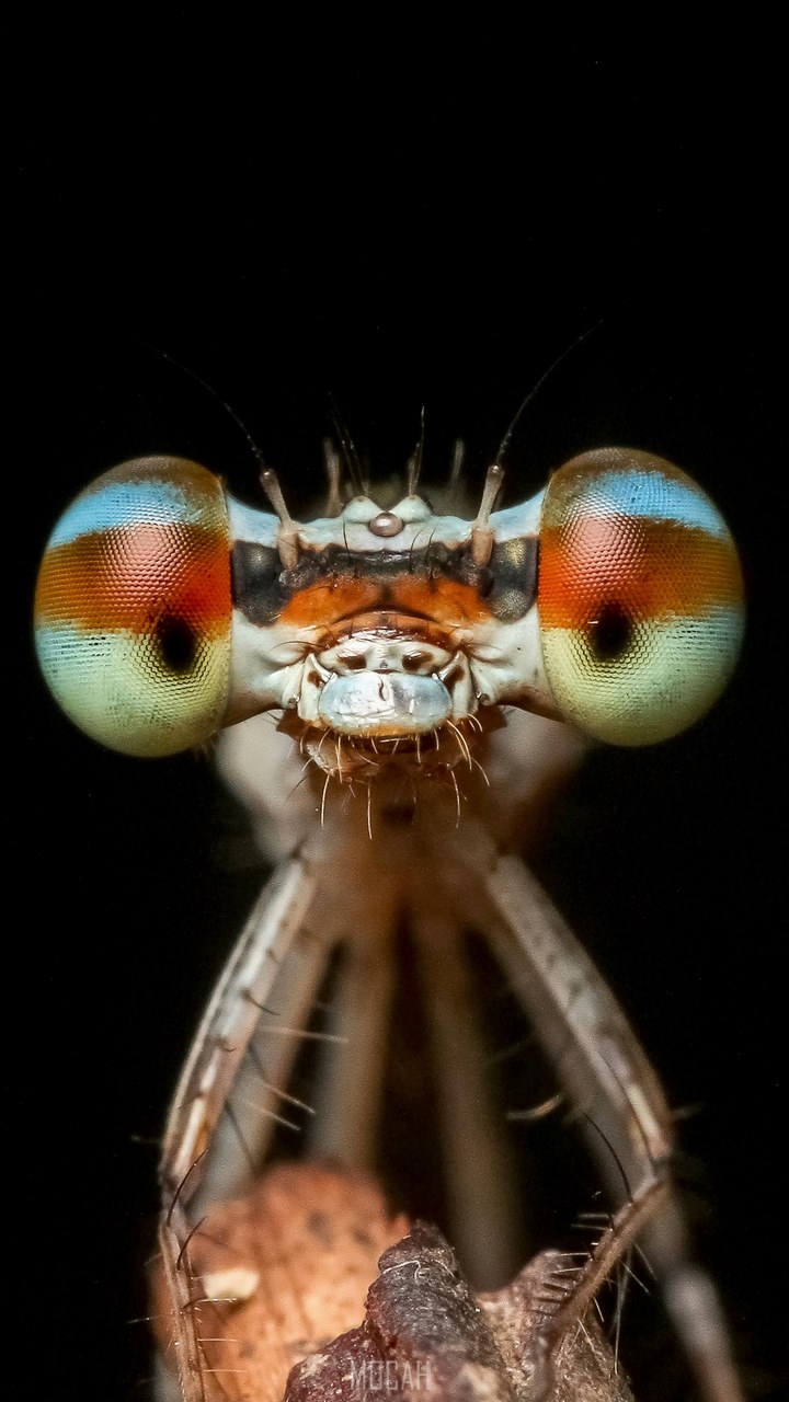 720x1280  Bugs Photos, Download Free Bugs Stock Photos \u0026 HD Images