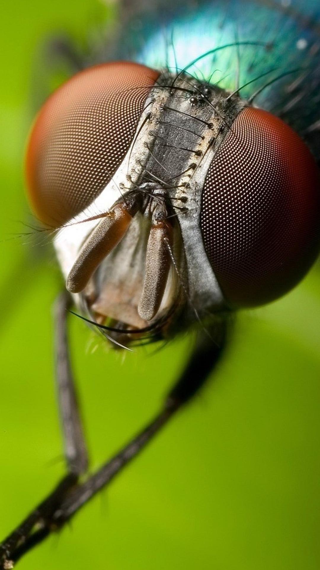 1080x1920  Insect : Dragonfly Wallpaper for iPhone 11, Pro Max, X, 8, 7, 6 - Скачать бесплатно на 3wallpapers