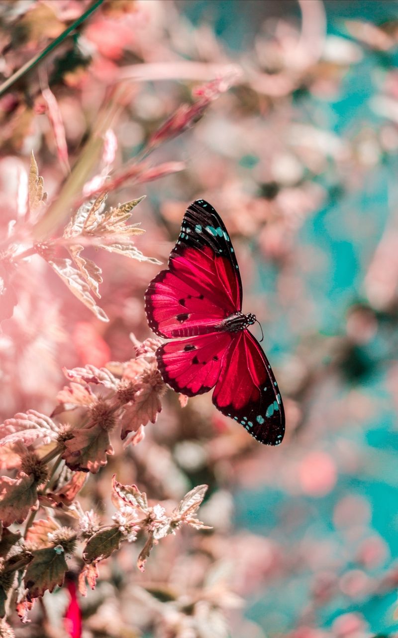 800x1280  fly Insect HD Телефон Обои - обои пещера 