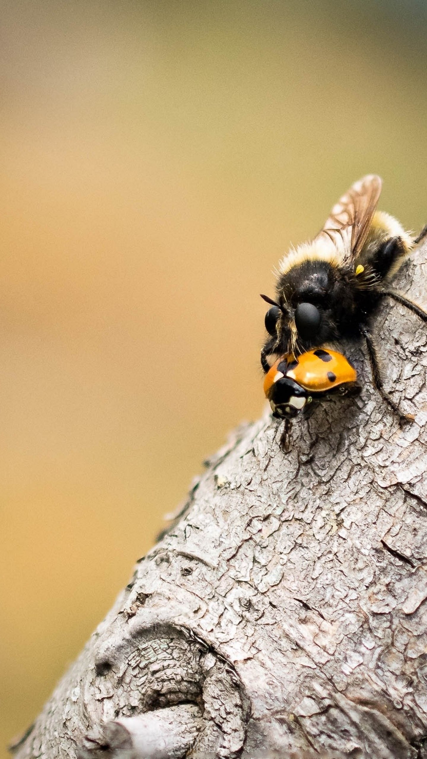 1440x2560   Wallpaper Bright Wings Butterfly Macro трава насекомые | Обои бабочек, картинки с бабочкой, красивые бабочки 