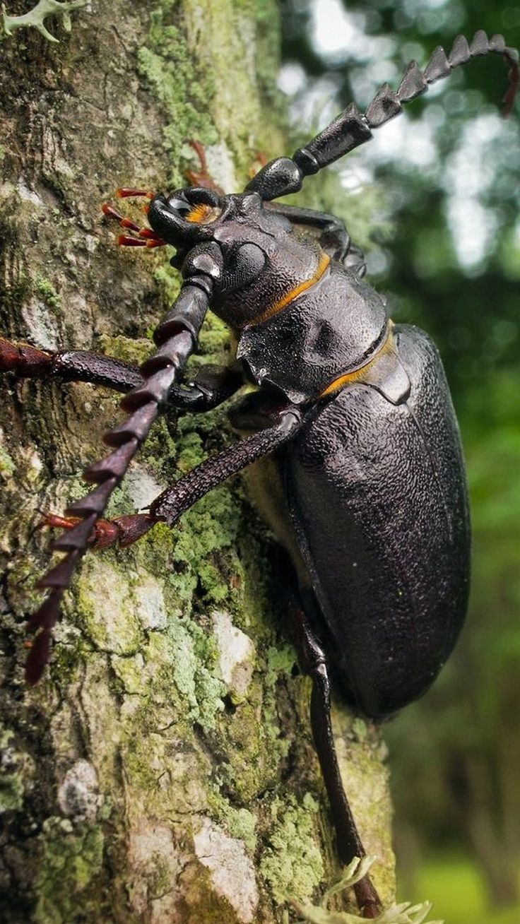 736x1308   Wallaper Butterfly, 5K, 4K обои, насекомые, цветы, зеленый, стекло, природа, сад, OS #1257 