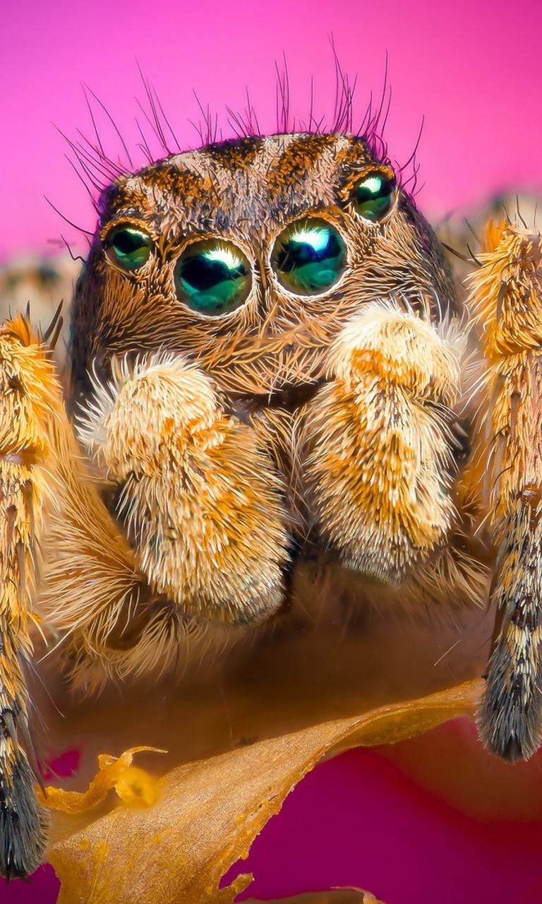 768x1280  1387507 божьей коровки, насекомые, животные - редкая галерея HD обои 