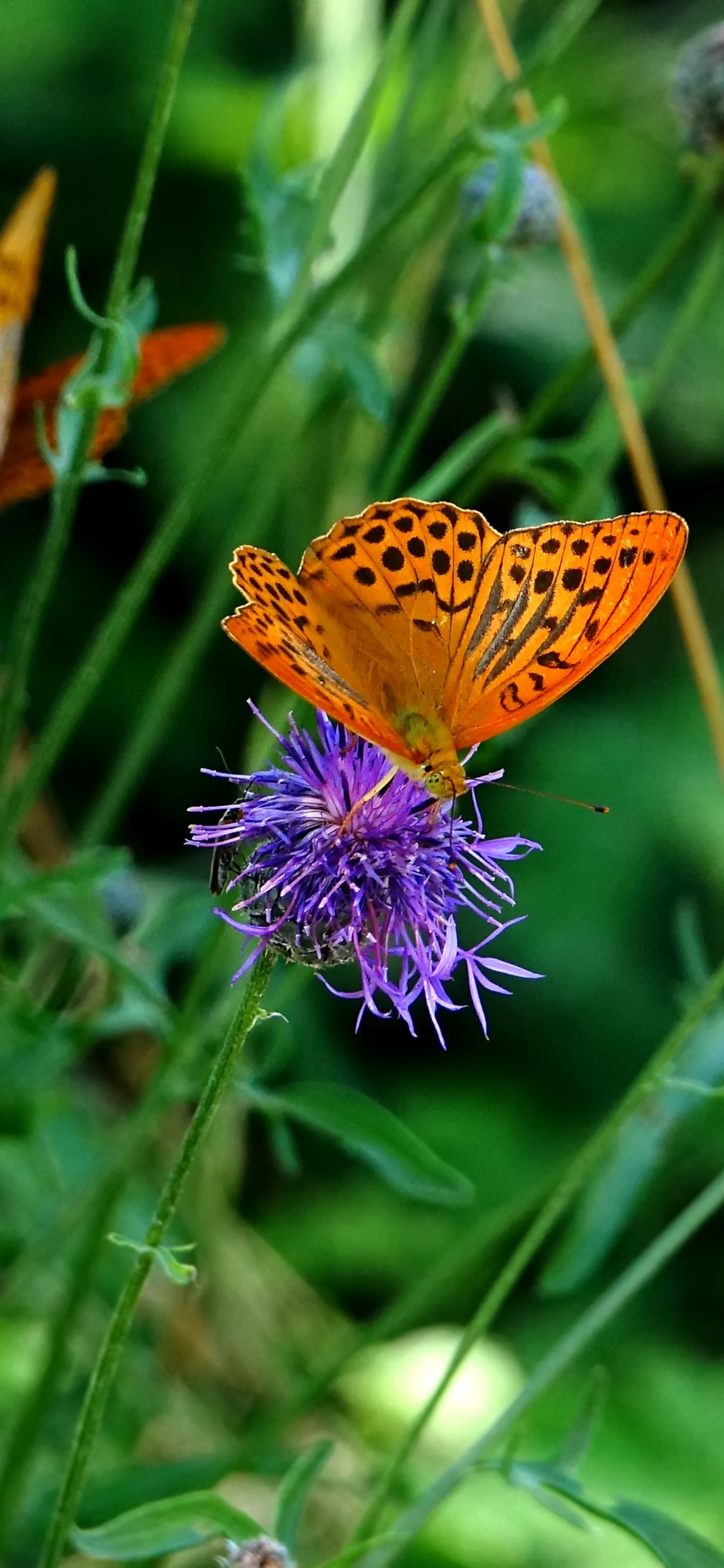 1125x2436   Wallpaper Dragonfly, листья, крылья, зеленый, насекомый, макро, природа, животные #1251 