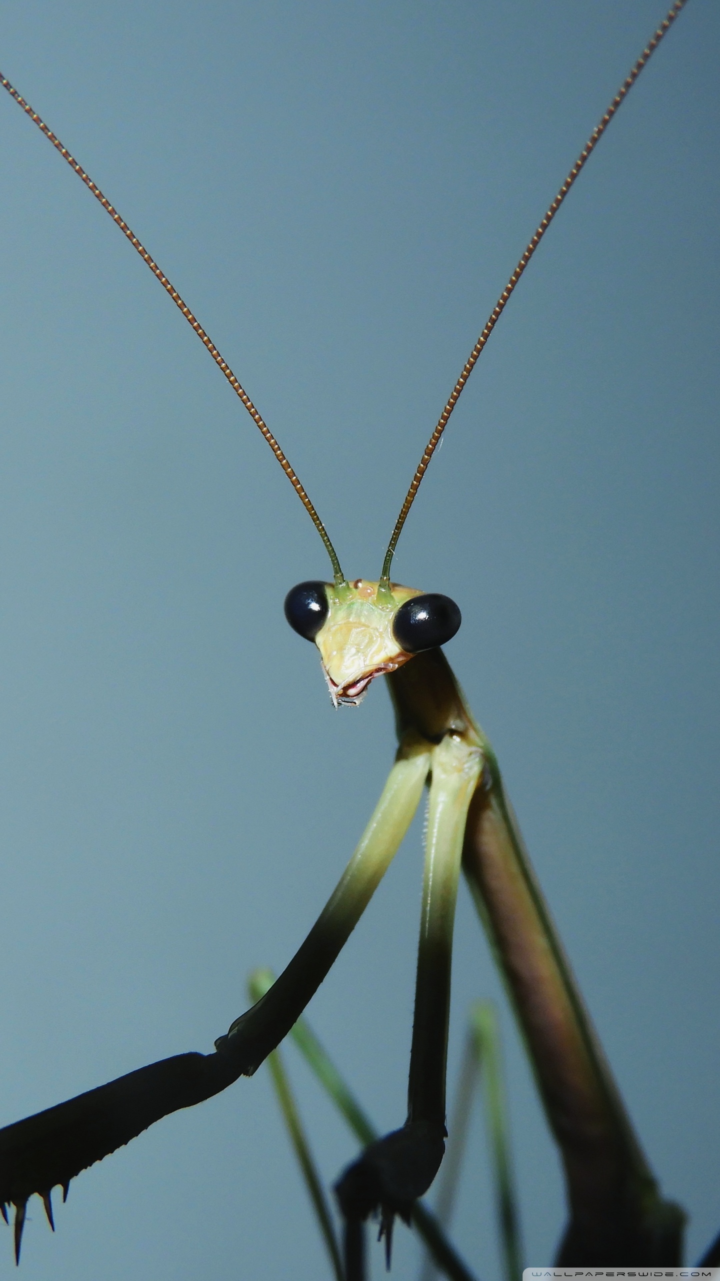 1440x2560  Insects Ultra HD настольные фоновые обои для 4K UHD TV: Широкоэкранный \ U0026 Ultrawid Телефон Обои | Peakpx