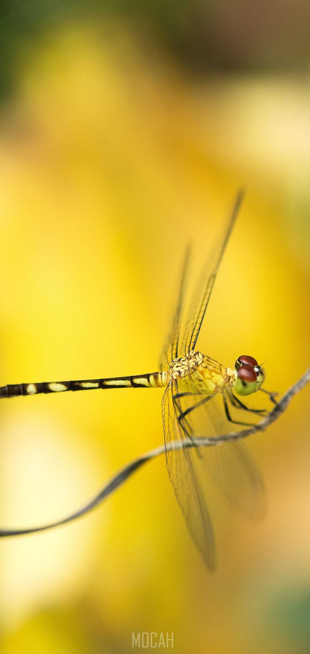 1080x2280  Butterfly цветочный насекомые обои 4K #4.3333 