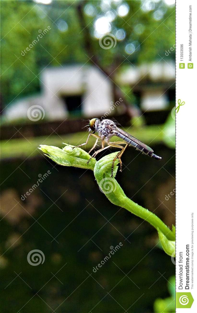 821x1300  268310 Damselfly Odonata насекомые Macro Nature Wildlife, Oppo F17 Скачать обои, 1080x2400 - Редкая галерея HD Wallpapers