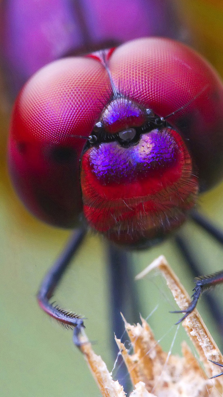 750x1334   1080x2340 Жук, насекомые, крупный план 1080x2340 Резолюция обои, HD Macro 4k Wallpaper, изображения, фотографии и фоновый , бабочка, насекомое, природа, лето, красочная | Обои Flare