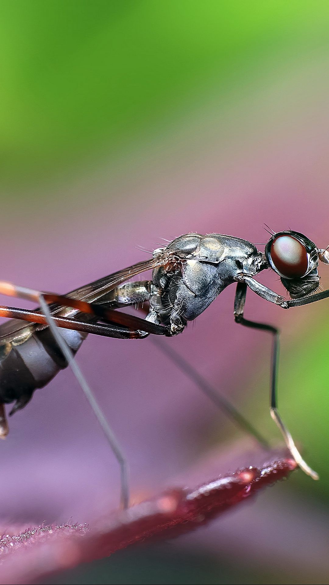 1080x1920  insect, Blur, Butterfly, Flower, 1080x1920 Обои | Обои для животных, красивые образы обоев, изображения обоев HD