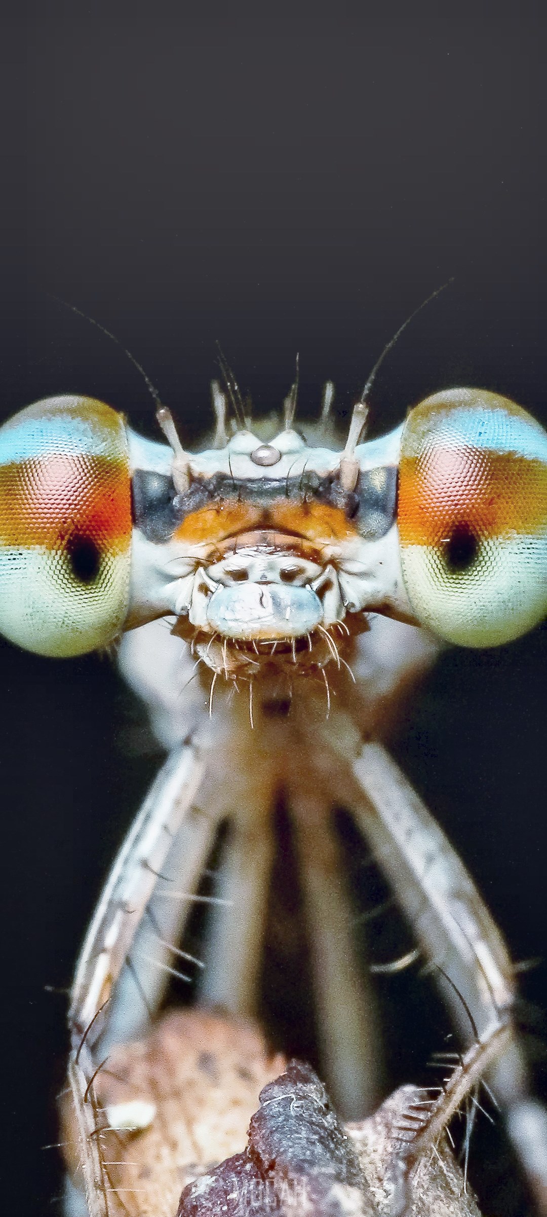 1080x2400  750x1334 Оса с кукушкой. Скачать 