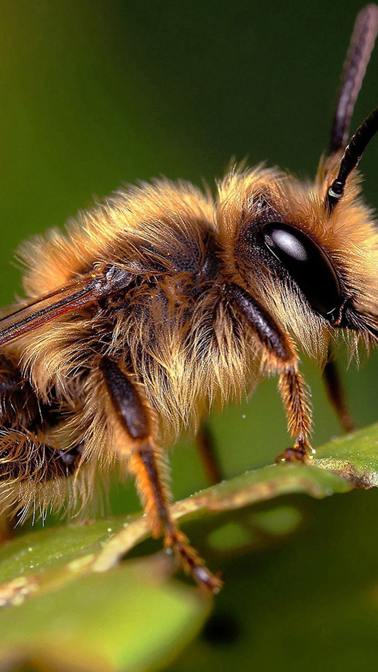 750x1334  butterfly насекомые на мако -красном цвете 4K 5K HD Цветы Обои | HD обои | ID #53919 