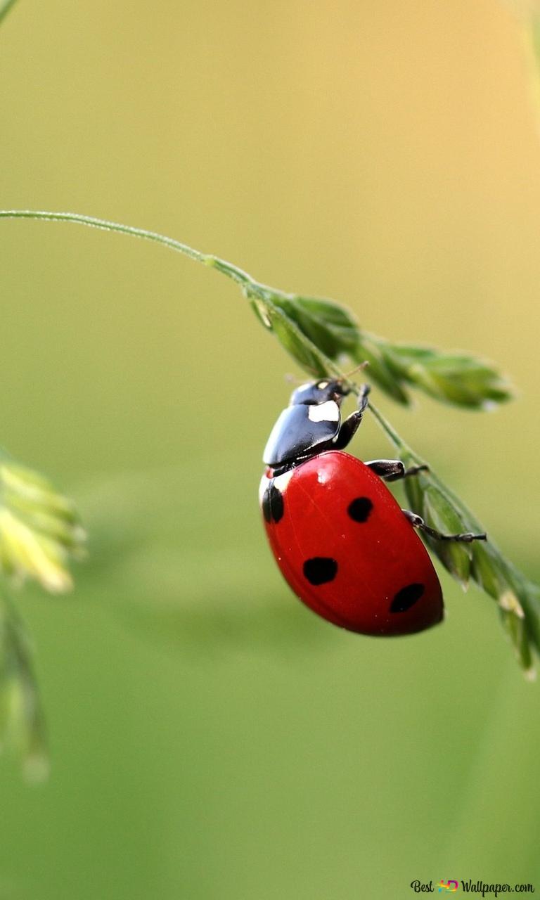 768x1280  HD обои: Out, Nature, Лес, насекомые, энтомология, дикая, жук, темы животных | Обои Flare