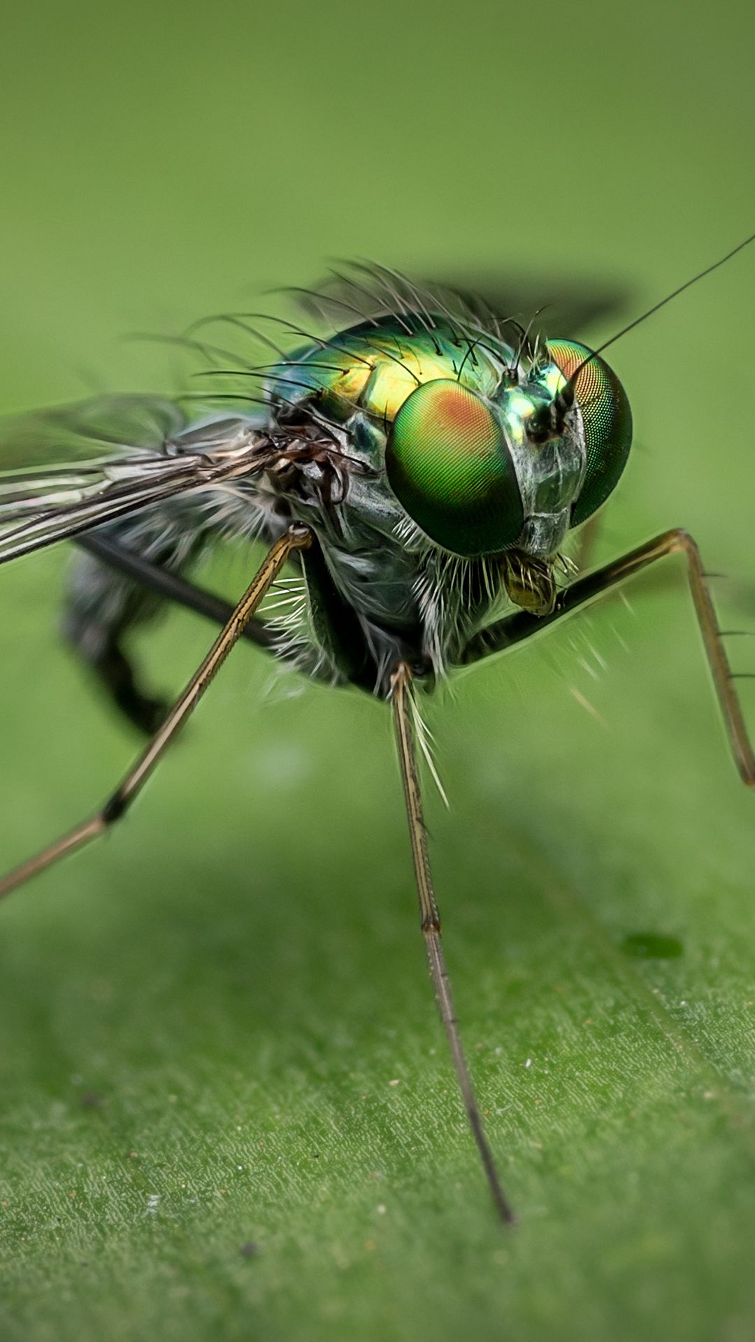 1080x1920   Wallpaper Bee, 4K, HD обои, цветок, красный, насекомые, природа № 10357 