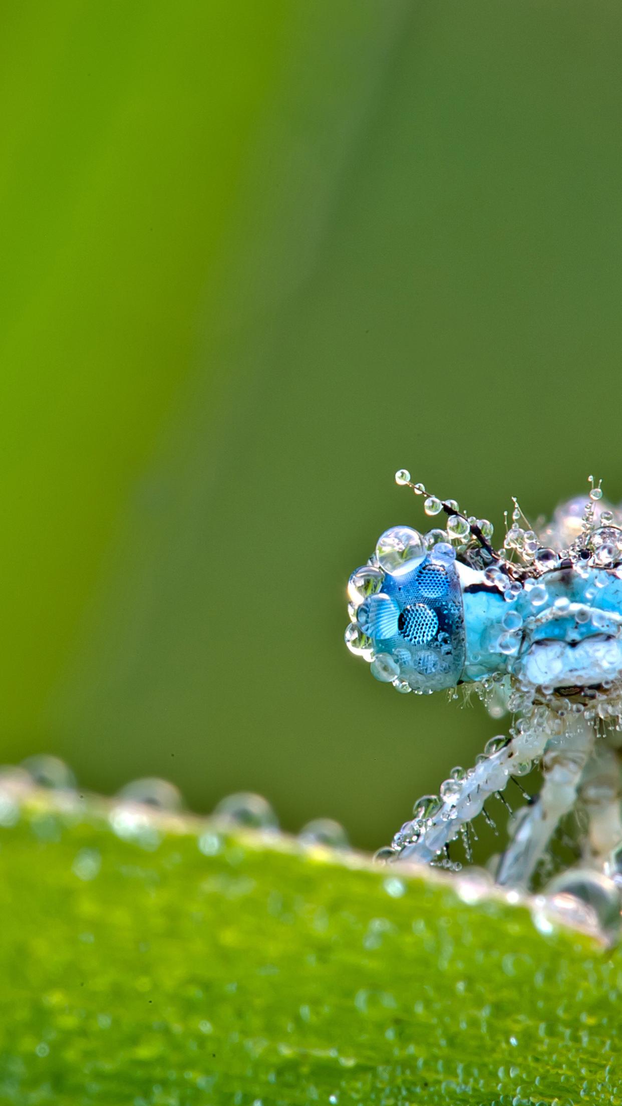 1242x2208   Красивая божьей коровки на зеленом растении - HD Macro обои 