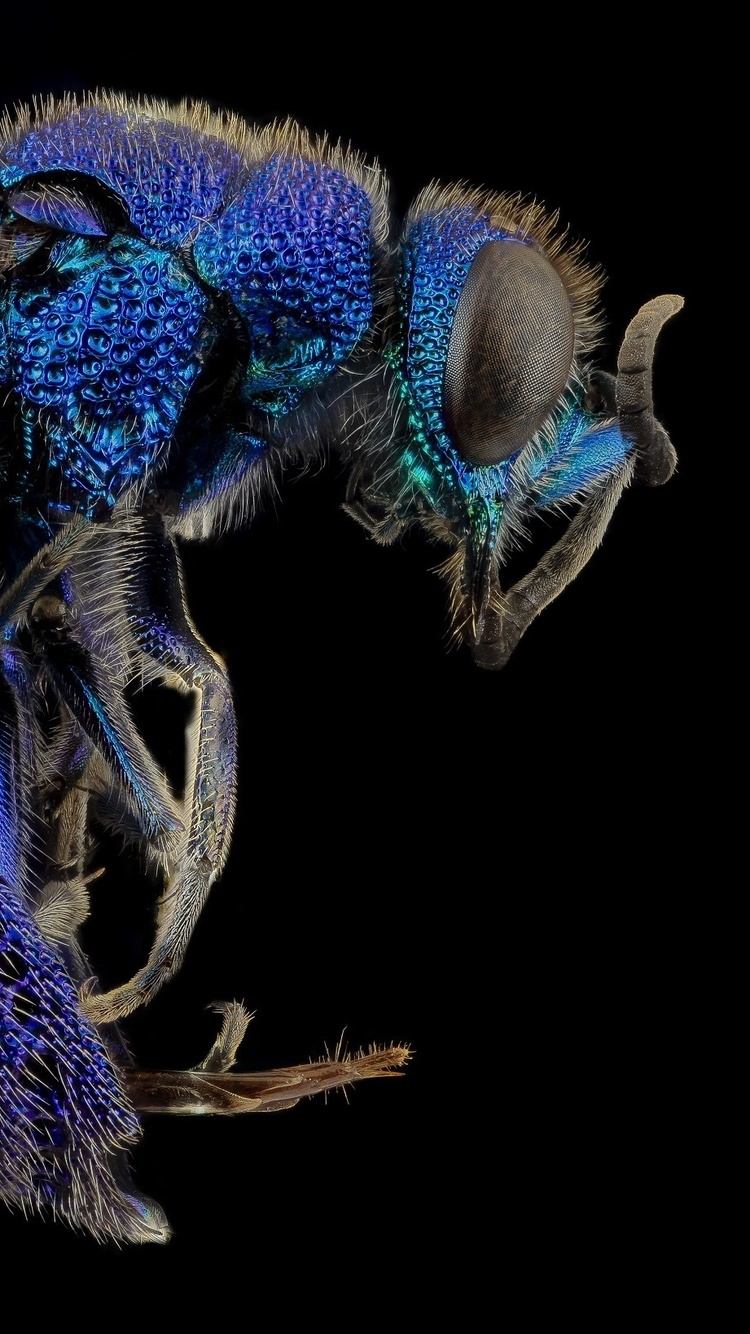 750x1334  2666609 Dragonfly насекомые Bug и Wildlife HD, xiaomi redmi K30 Pro 1080x1920 Бабочка, трава, цвет, растения, насекомые Samsung Galaxy S4, S5, Note, Sony xperia Z, Z1, Z2, Z3, HTC One, Lenovo Vibe HD фоновая фон 