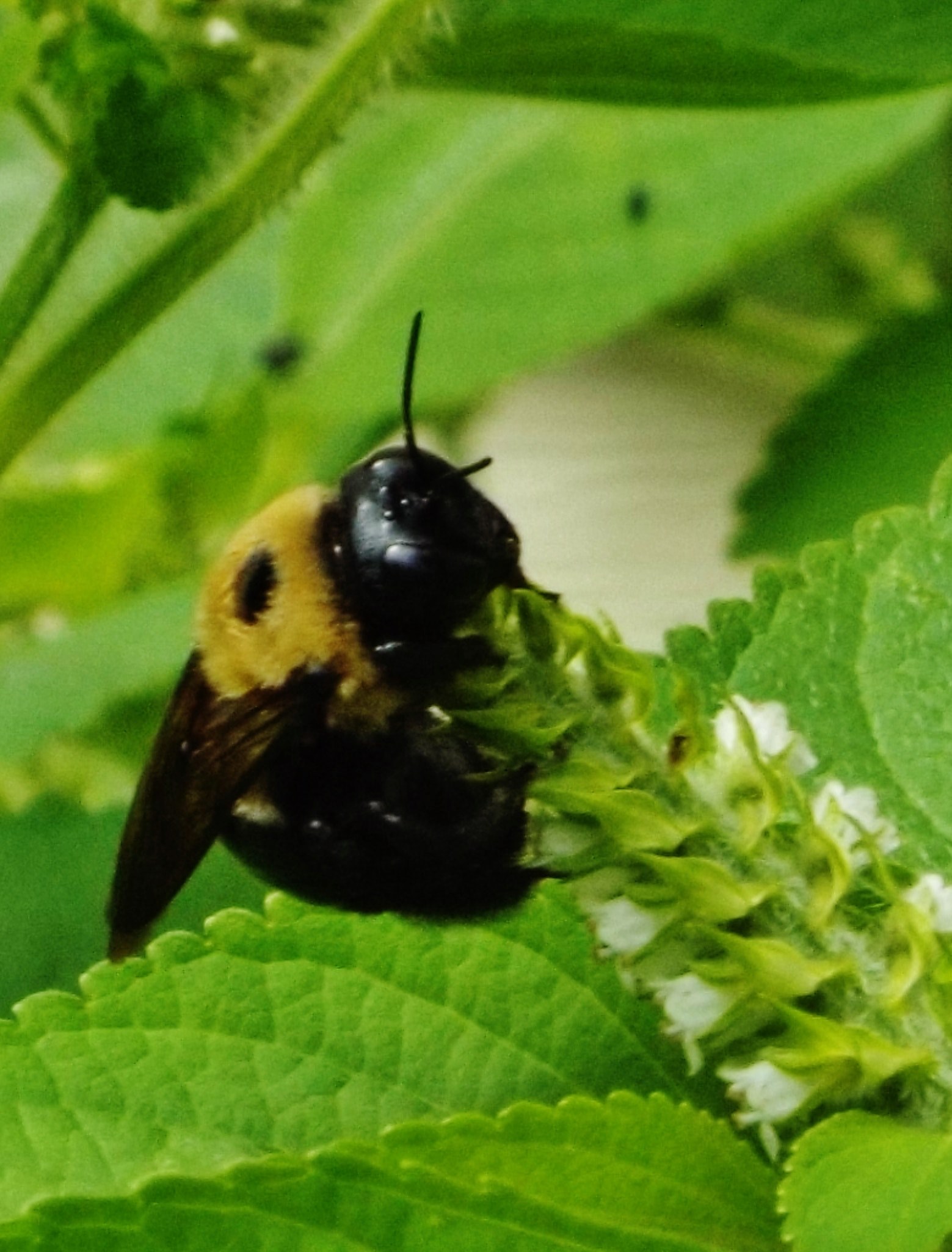 1559x2050   -схема обои Apk для Android скачать 