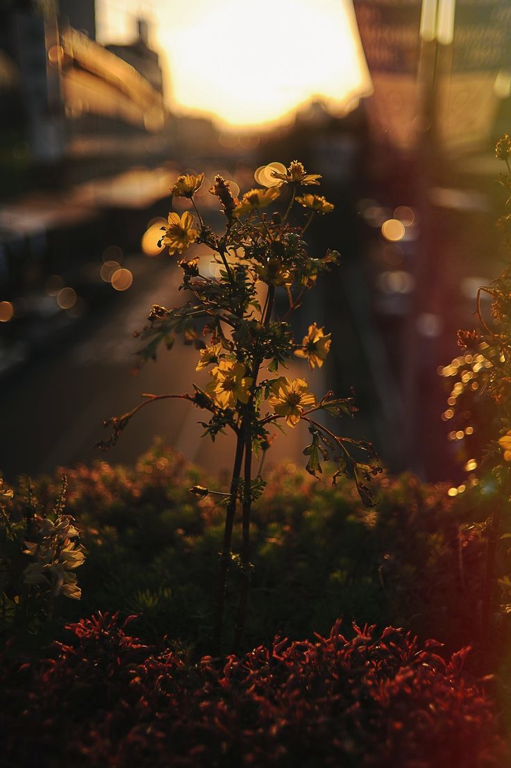 736x1106  Варт Vintage 1080p, 2k, 4K, 5K HD Wallpapers бесплатно скачать | Обои Flare