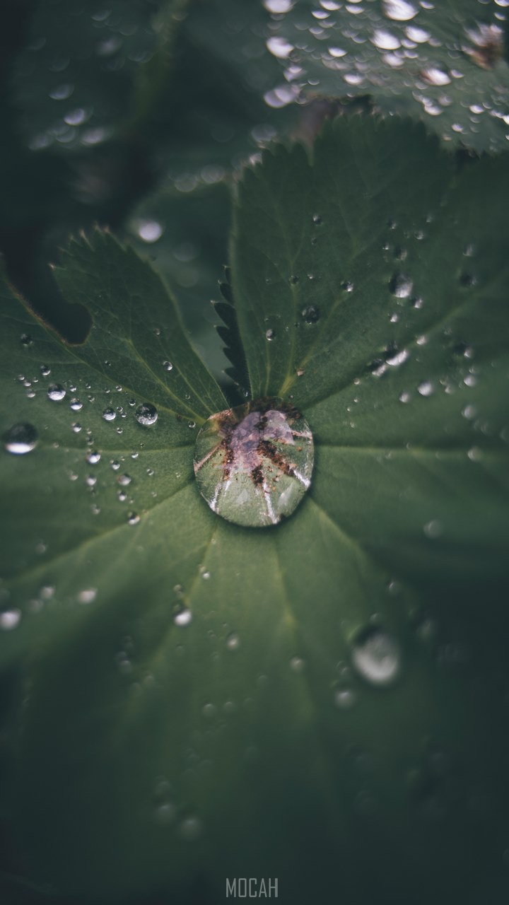 720x1280  1080x1920 Nature HD Обои, фоновые обои 