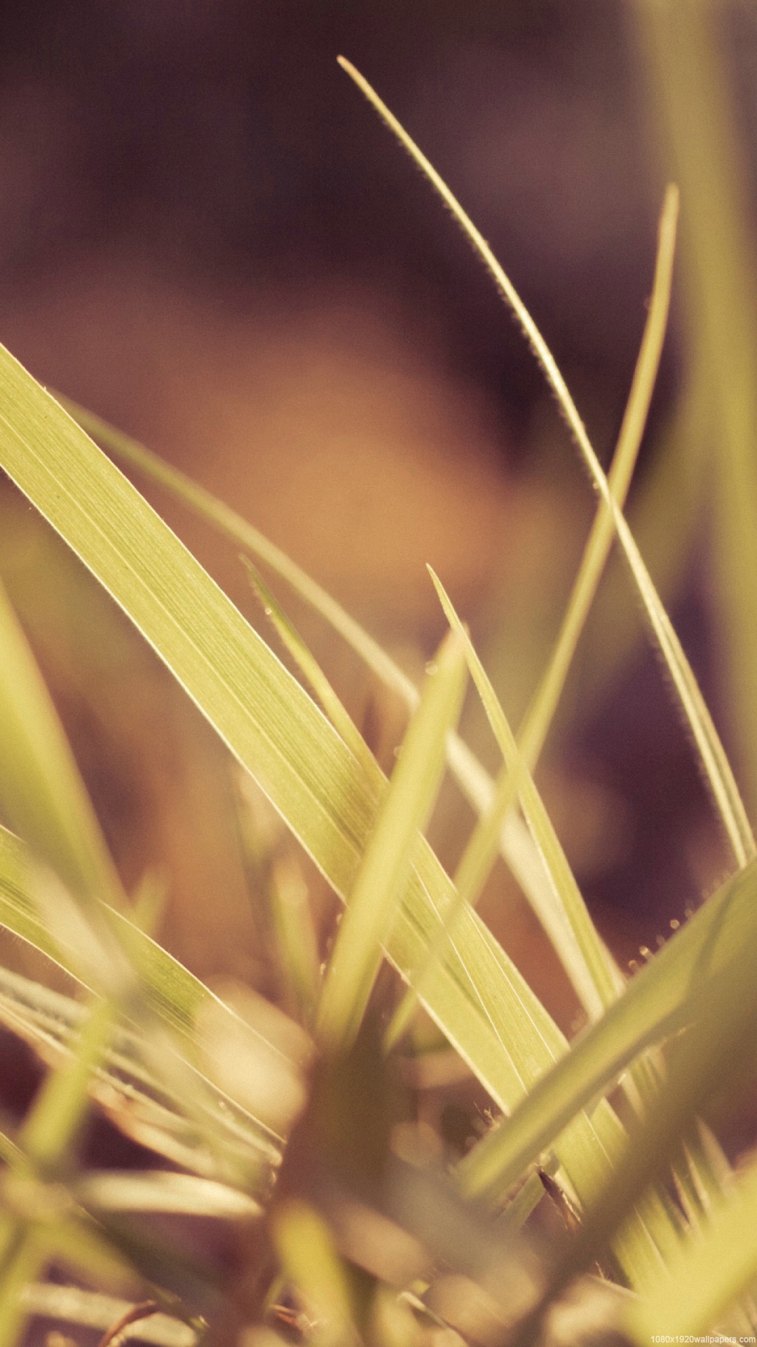 1080x1920  Green, HD обои, любовь, лето, солнце, закат, фиолетовые, фиолетовые цветы | Piqsels