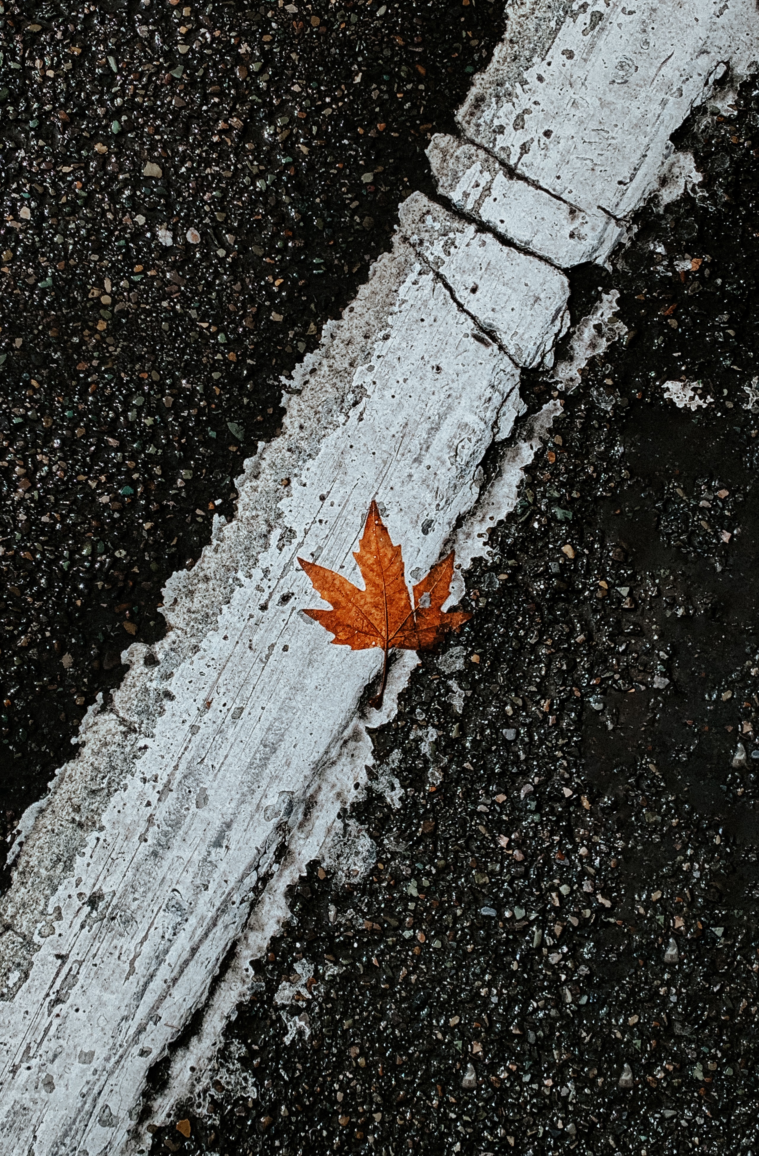 2562x3902  HD desktop wallpaper: Miscellanea, Miscellaneous, Road, Markup, Asphalt , Лист, Лист, Клен Скачать бесплатно изображение #116591 