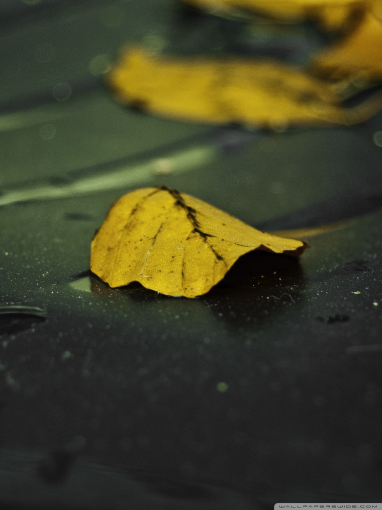 768x1024  autumn Weat Road - iPhone: iPhone Обои: обои для iPhone 