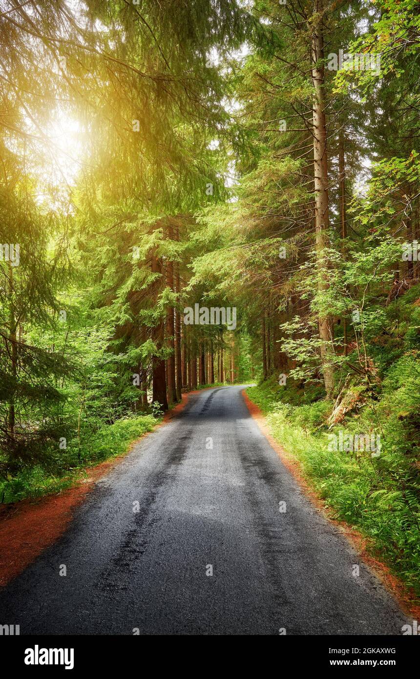 860x1390  WET Asphalt Forest Road против Солнца, горы Карконосе в регионе Ливерека, Чешская республика Stock Photo - alamy