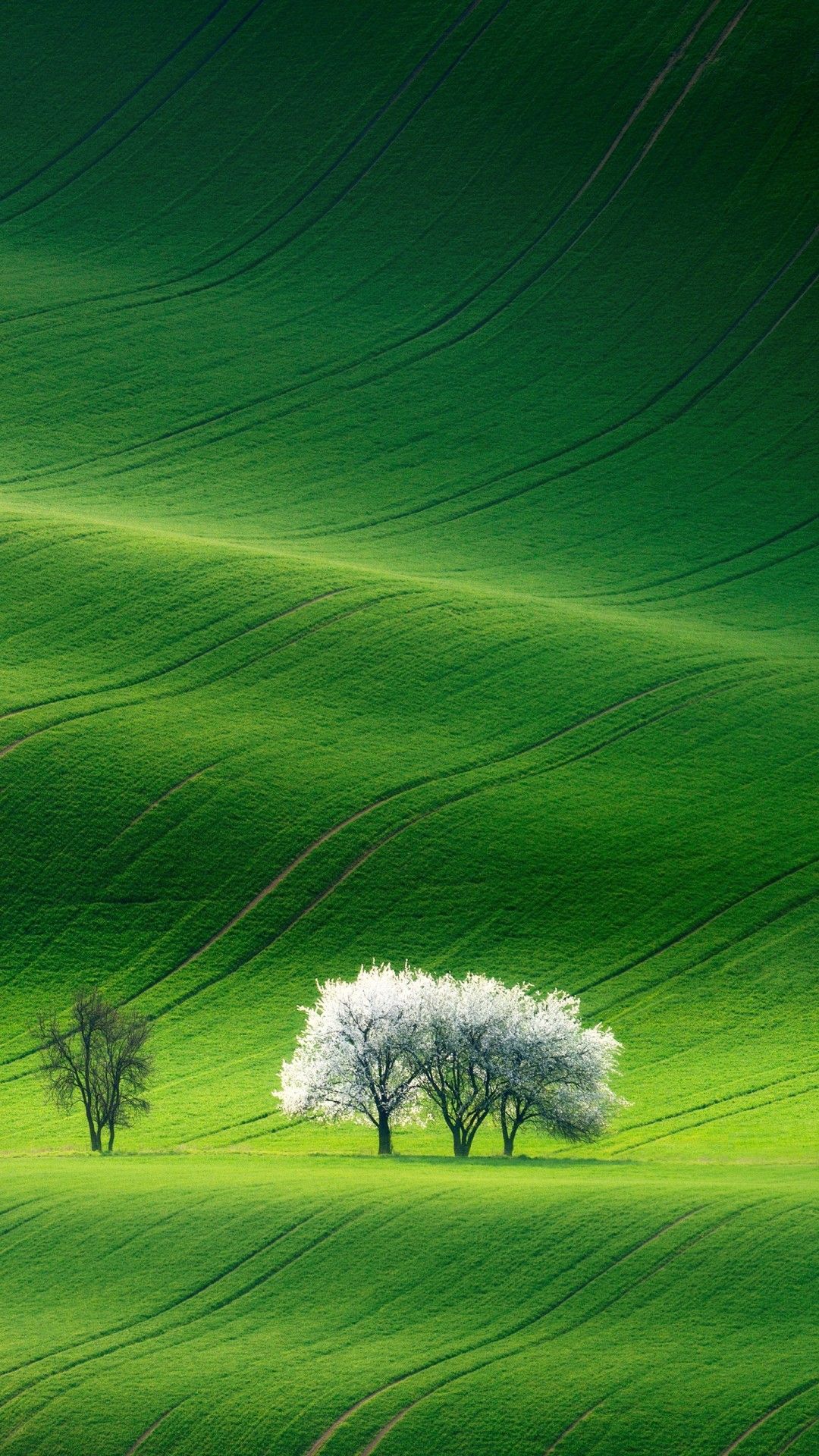 1080x1920 2160x3840 Beautiful Greenery 8K Sony Xperia X, XZ, Z5 Premium HD 4K Обои, изображения, фоны, фотографии и картинки 