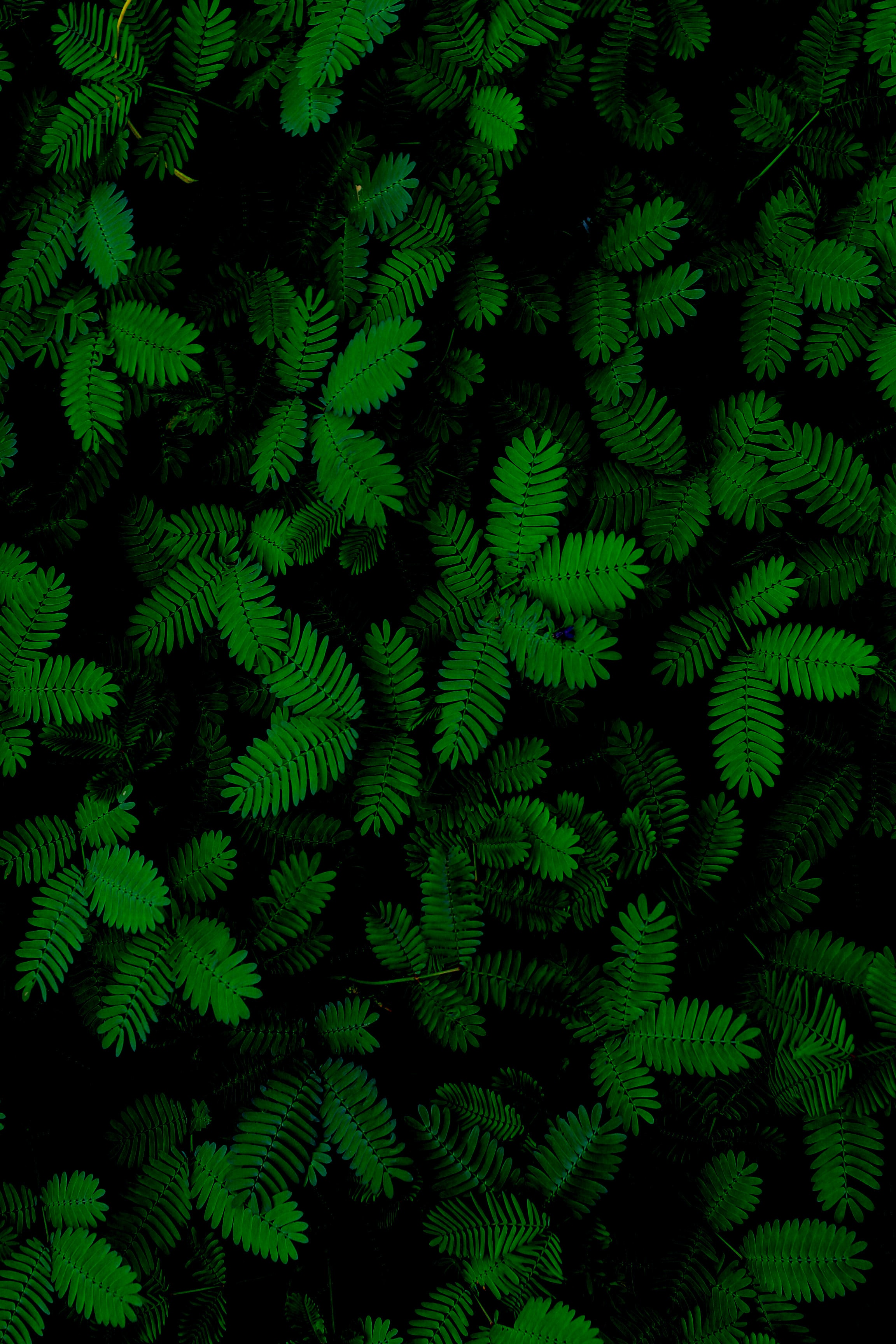 2304x3456 greeny HD обои | PXFEULE