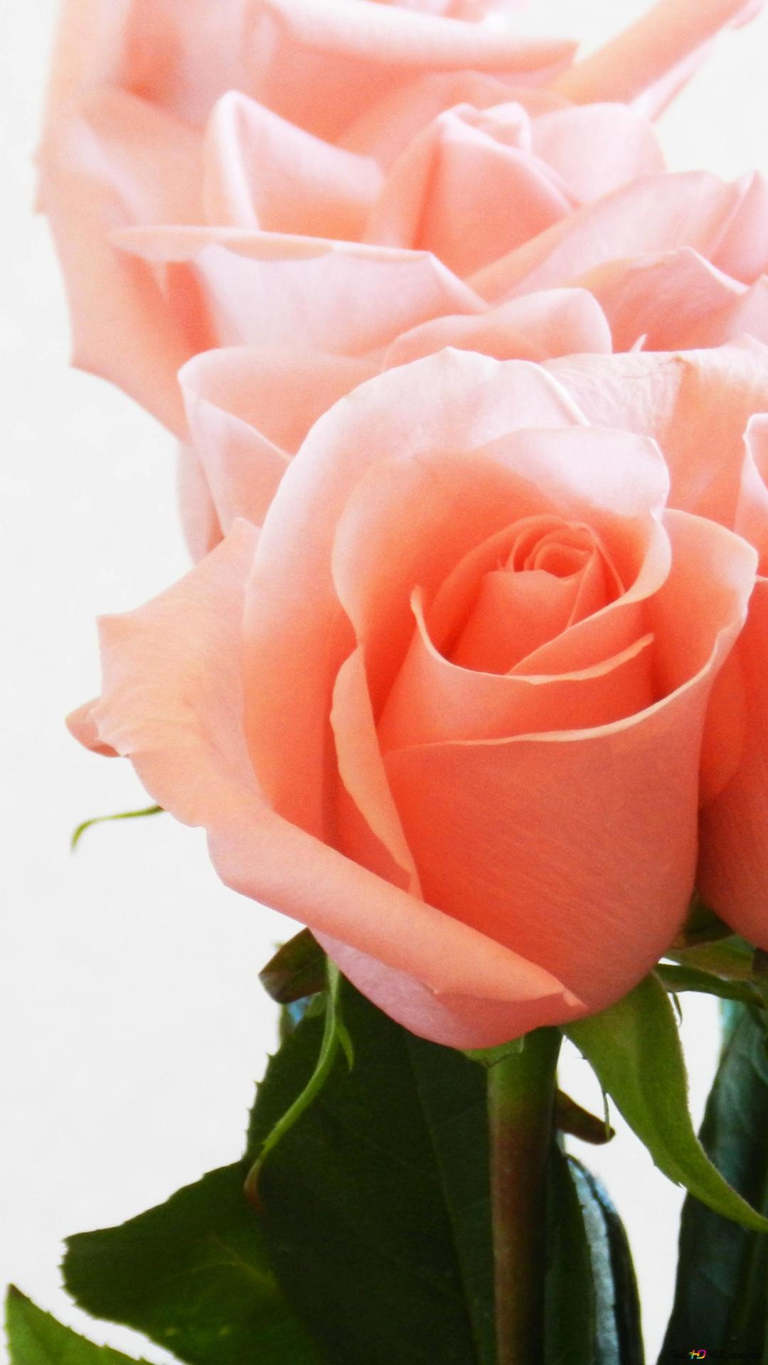 1080x1920  274930 Розовый, кожа, персик, рисунок, небо, Sharp Aquos S3 Full HD, 1080x1920 - Редкая галерея HD Wallpapers