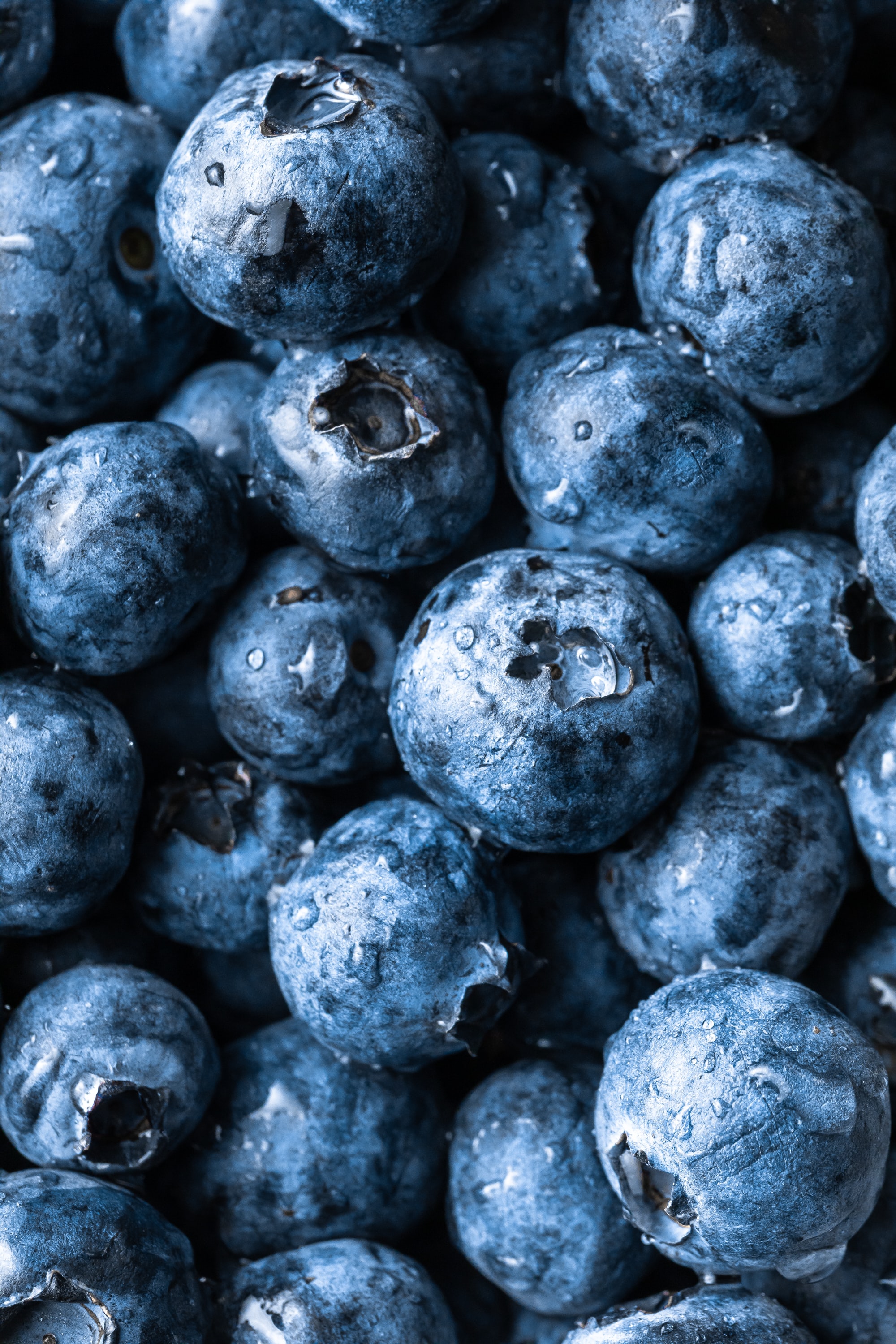 2000x3000   500+ Blueberry Pictures [HD] | Скачать бесплатные изображения на unsplash