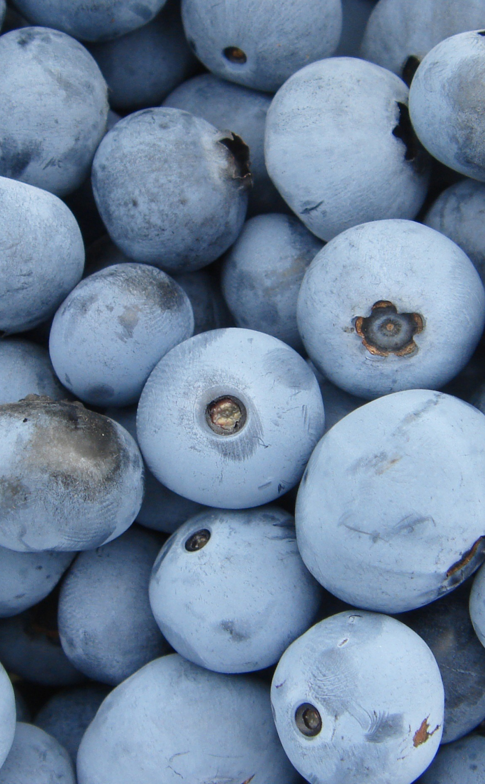 950x1534  269324 Berry, Food, Blueberry, Superfood, Juniper Berry, Realme U1 wallpaper  hd, 1080x2340 - Rare Gallery HD Wallpapers