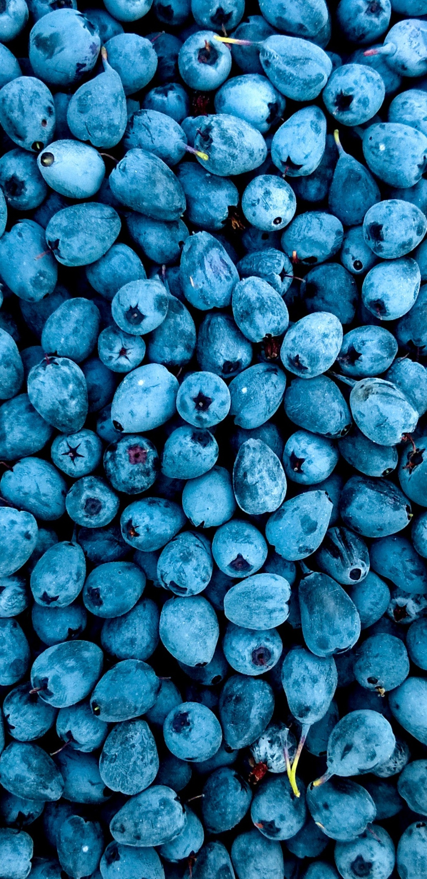 1440x2960  blueberries, фрукты, ягода, макро, HD Телефон Обои | Peakpx