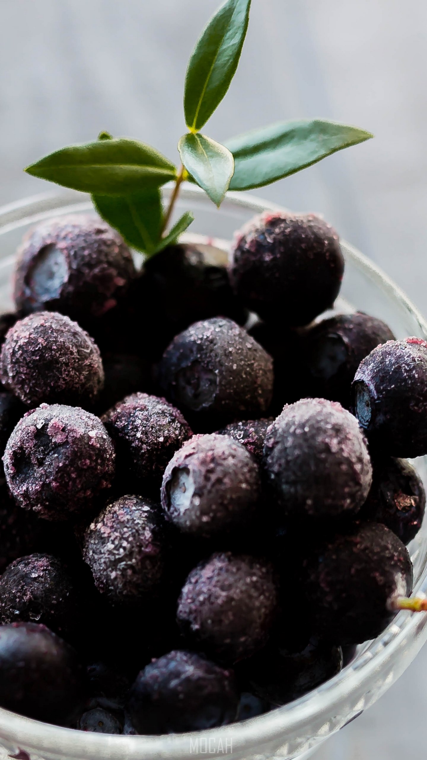 1440x2560  blueberry Floral Iphone Обои для iPhone - Top Free Bluebry Floral Founds iPhone - WallaperAccess