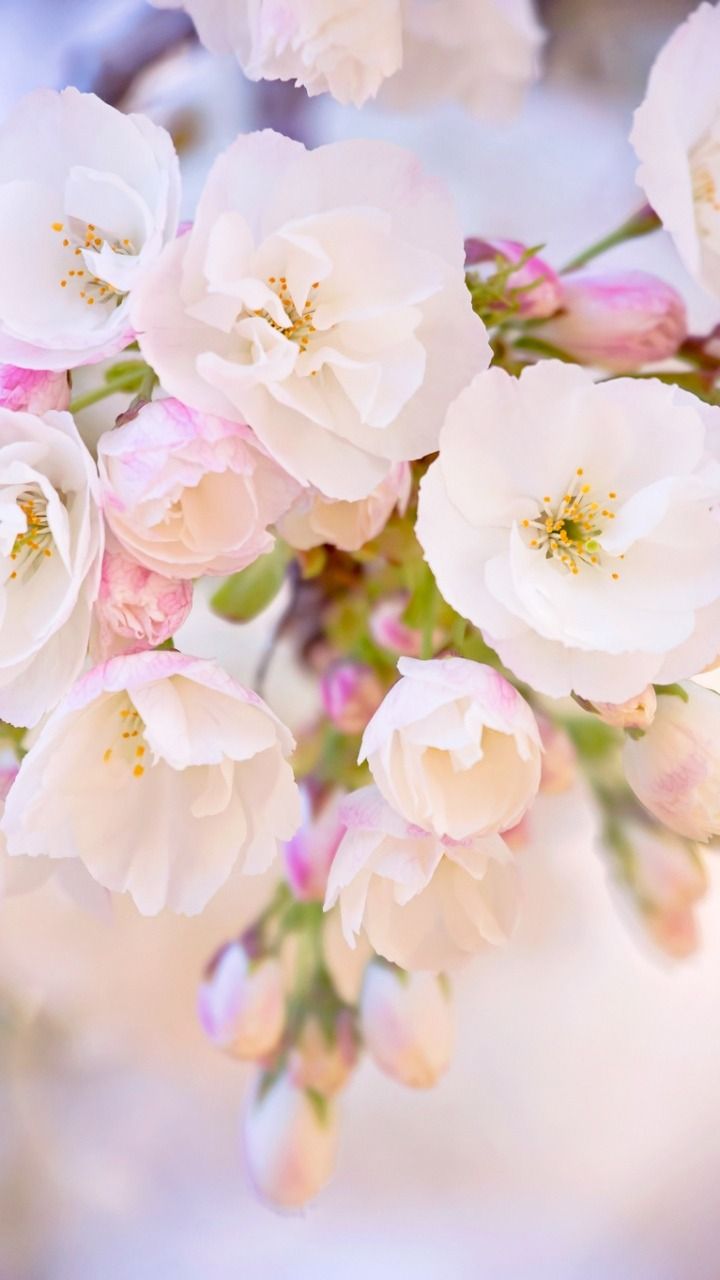 720x1280  Spring iPhone 6. 2020 Телефон, высокое разрешение Spring HD Телефон Обои | Pxfuel