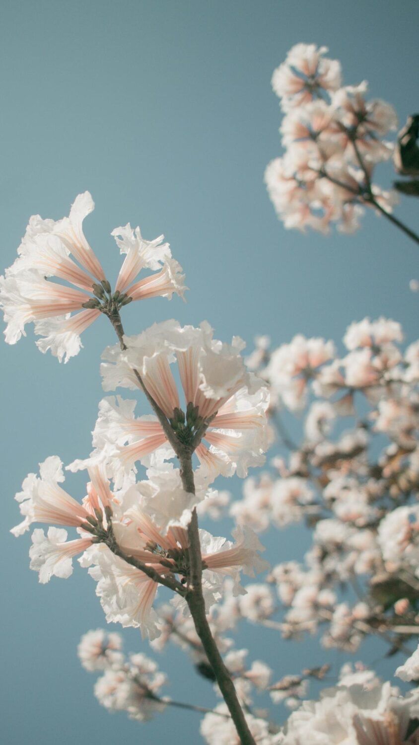 844x1500   65+] Spring 2020 HD обои - обои Wallpapersafari