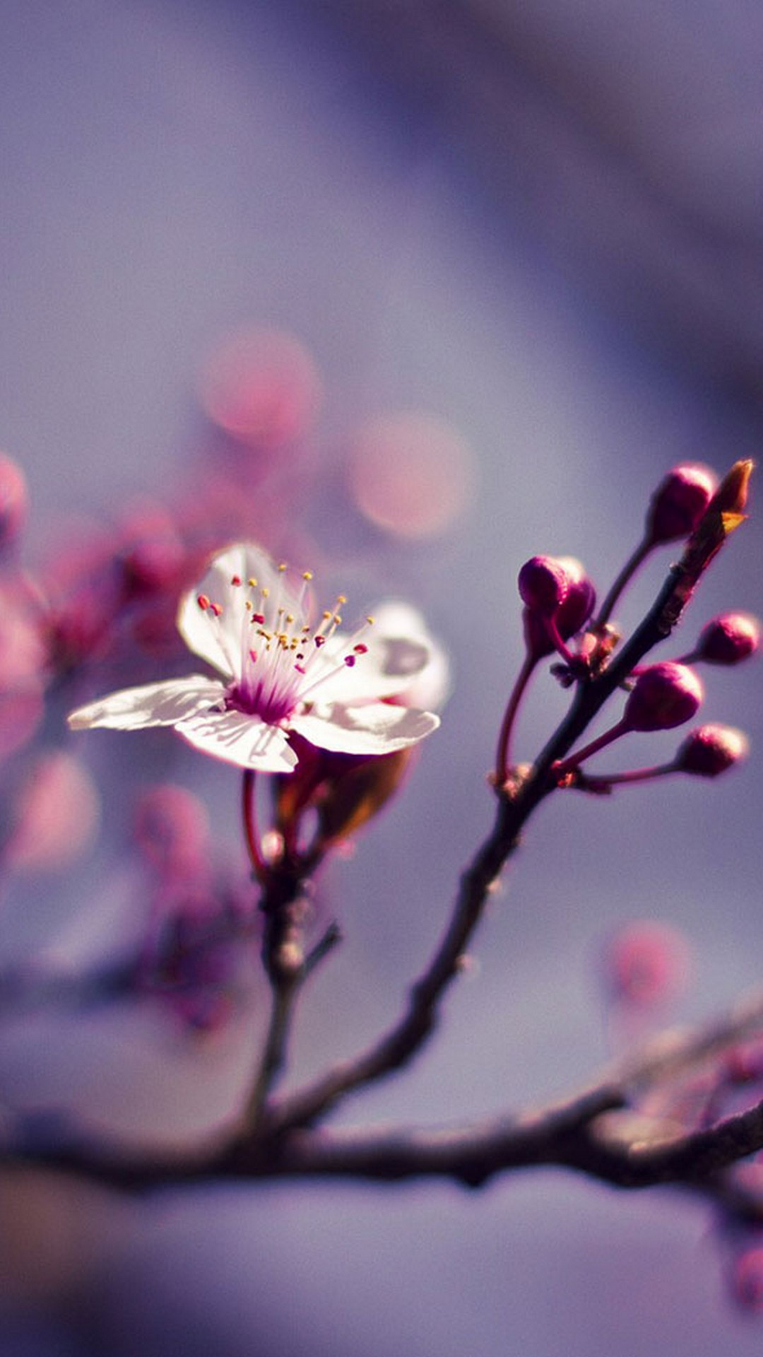 1080x1920  best Spring iPhone HD обои - ilikewallpaper