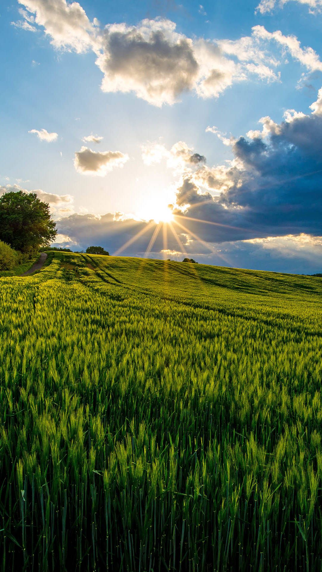 1080x1920  hd обои: розовый, зима, весна, цветы, цветы, обои, обои | Обои Flare