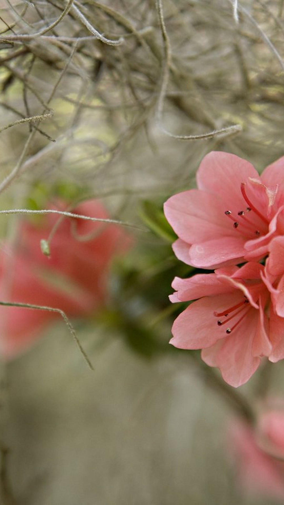 1080x1920   Spring Wallp, для iPhone - HD - HD - HD - HD - HD - HD - HD - HD - HD - HD - HD - HD - HD - HD - HD - HD - HD - HD - HD - HD - HD - HD - HD - HD - HD - HD - HD - HD - HD - HD - HD - HD - HD - HD - HD - HD - HD - HD -HD -hd -hd. Анастасия | Бесплатные весенние обои, весенние обои, iPhone Spring Wallaper