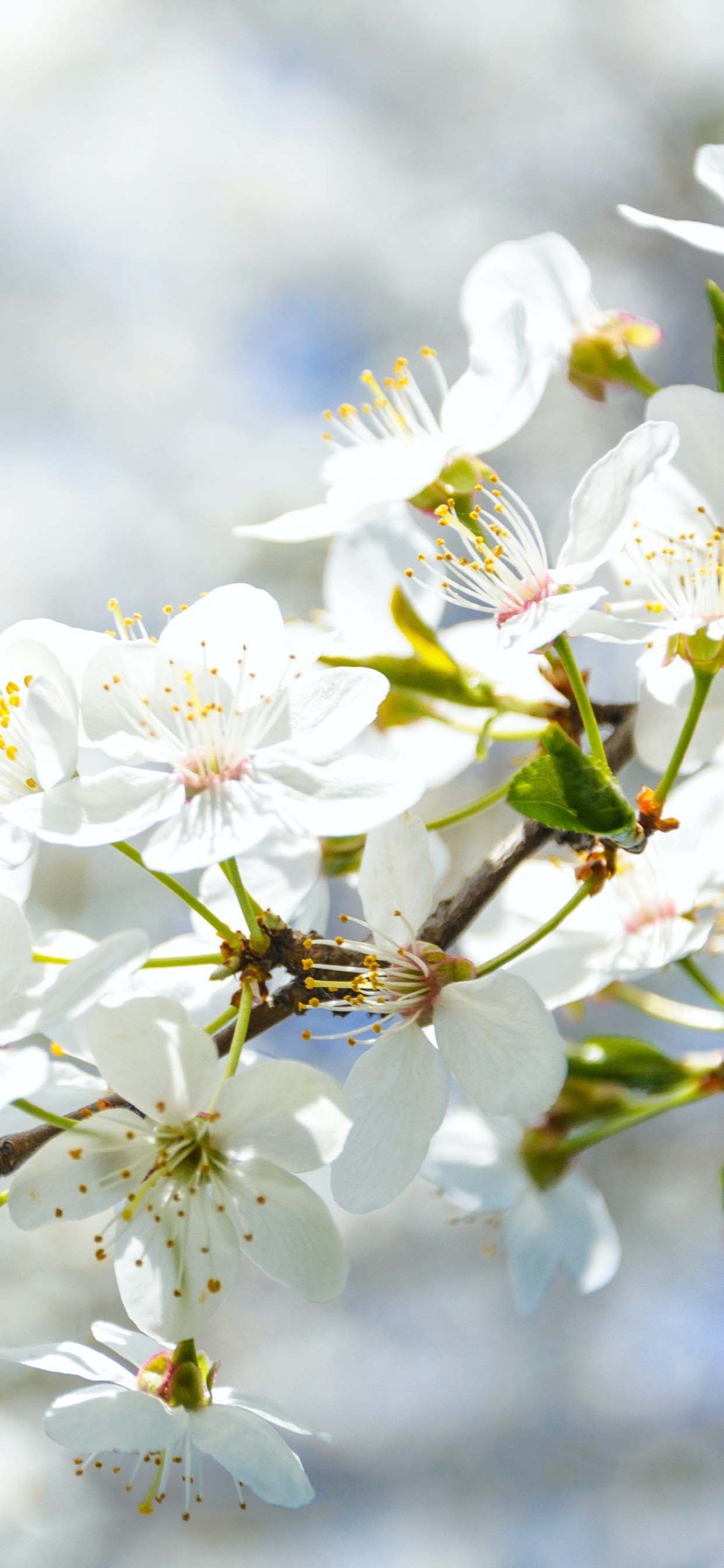 1183x2560  Download Spring iPhone обои для iPhone 4K \ U0026 Ultra HD 2023