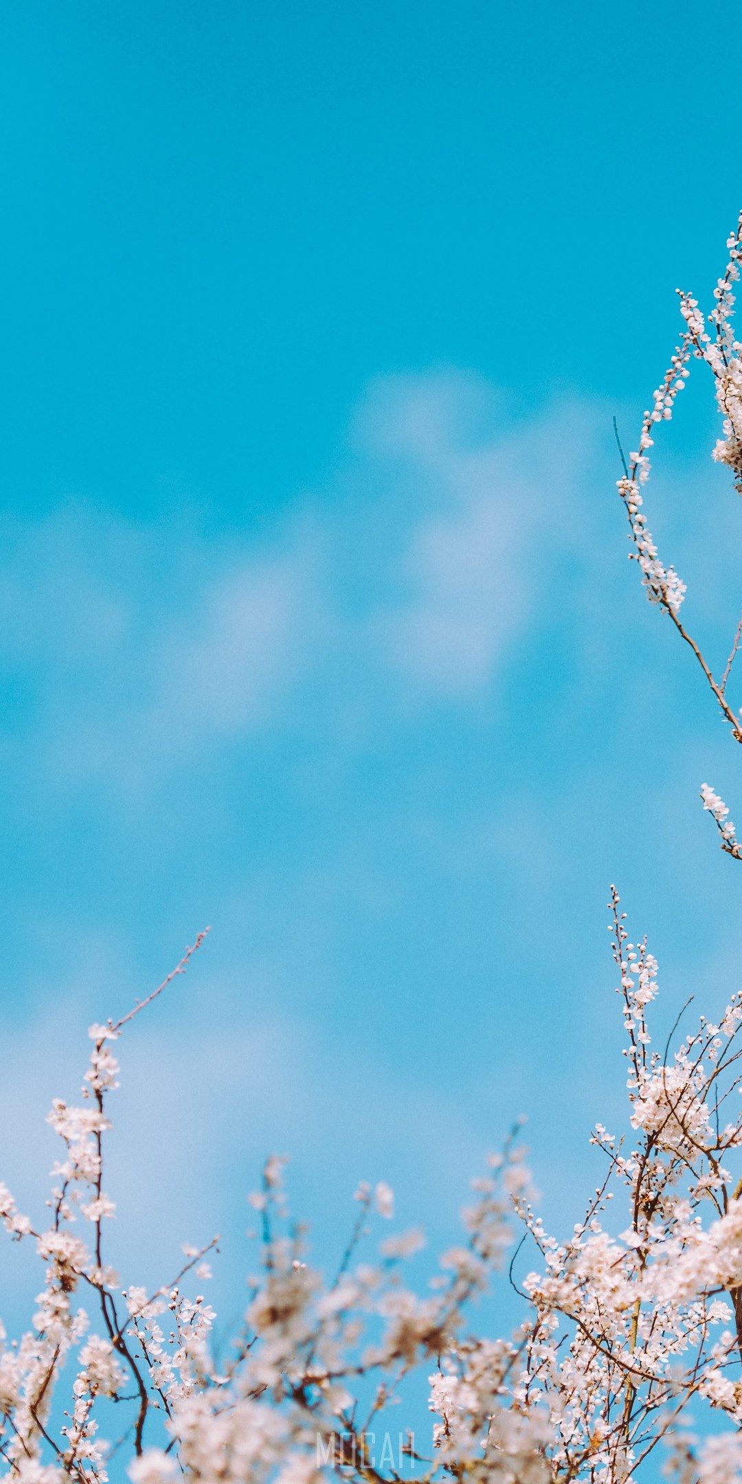 1080x2160  PINK Flowers Best HD для устройств Android iPhone 12 Обои бесплатно скачать 