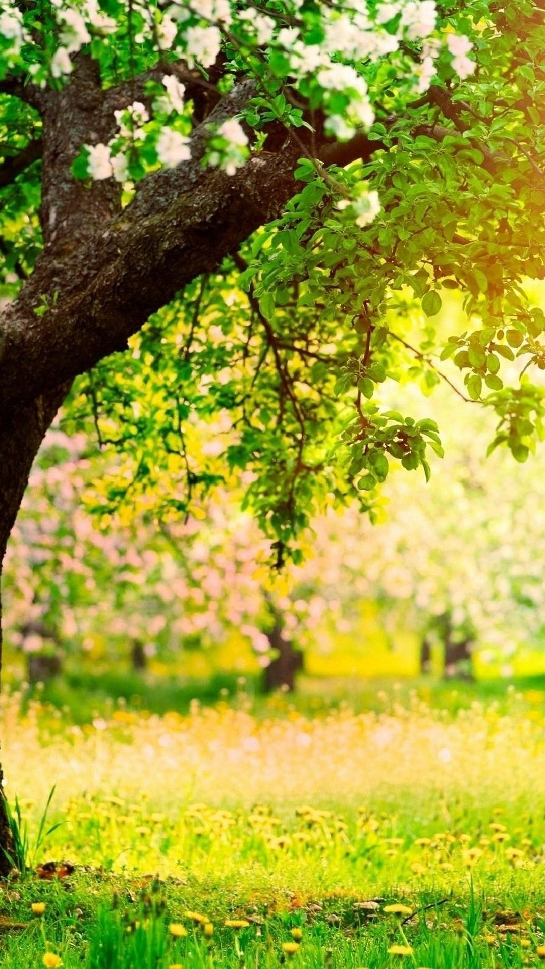 1080x1920  full HD 1080p Spring Phone Обои обои бесплатно скачать 