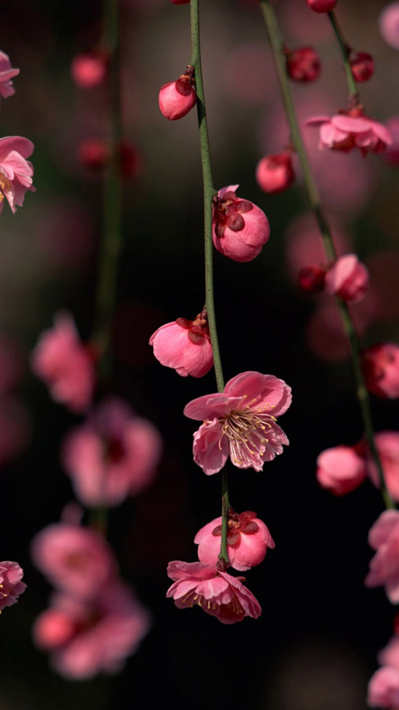 800x1423  spring обои и фоновые приложения 4K: Amazon.de: Приложение для Android