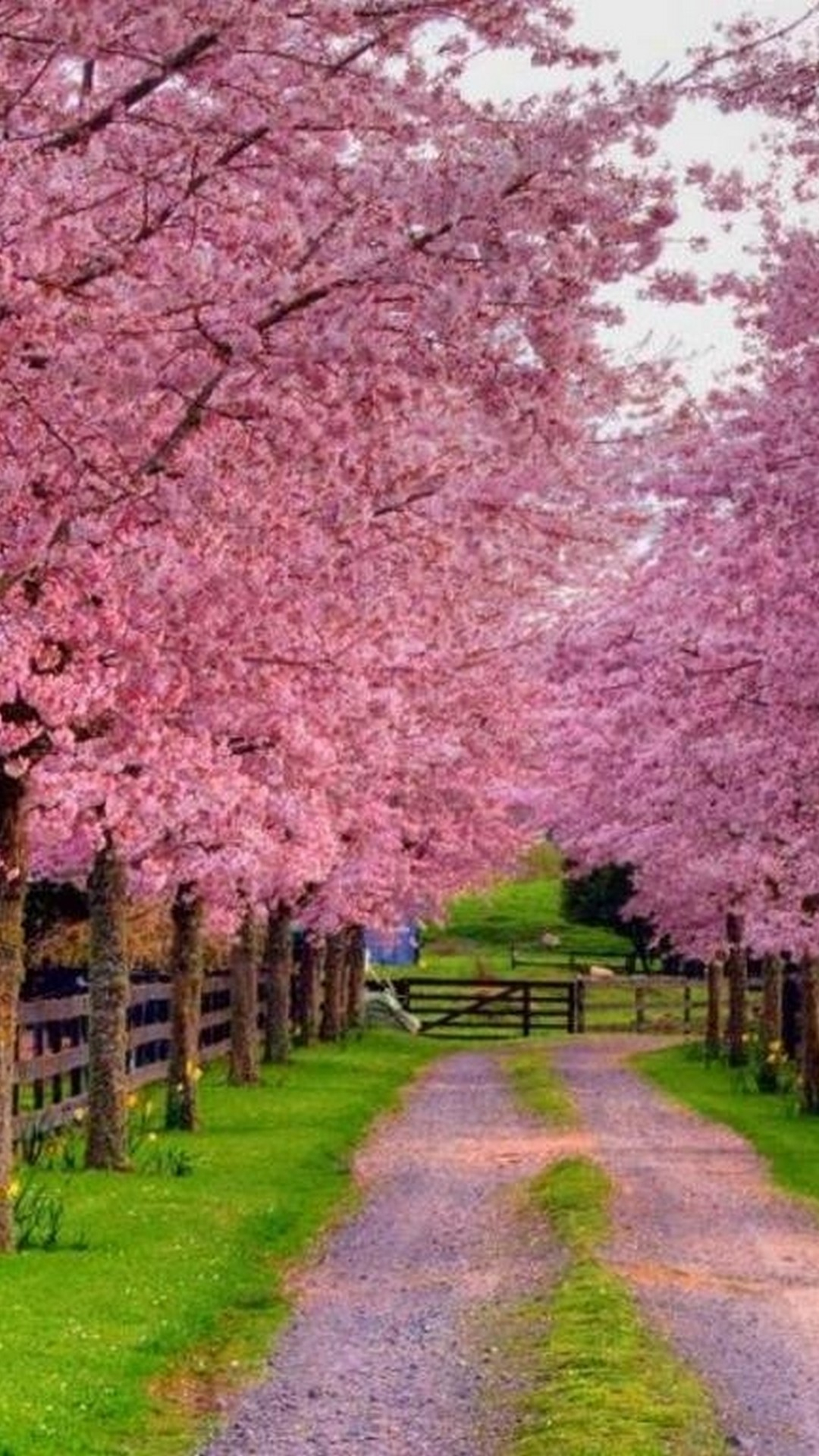 1080x1920  landscape Прекрасная весенняя природа - HD обои 