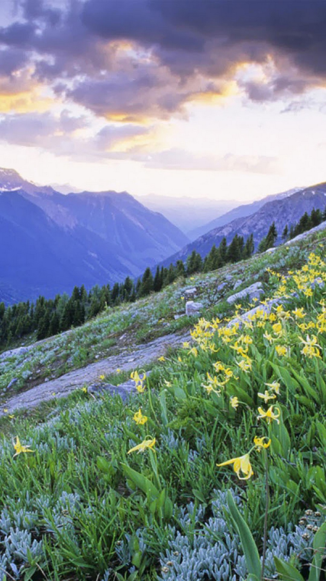 1080x1920  tulips Обои на обои на обои. , 1080x1920 - Редкая галерея HD обои 