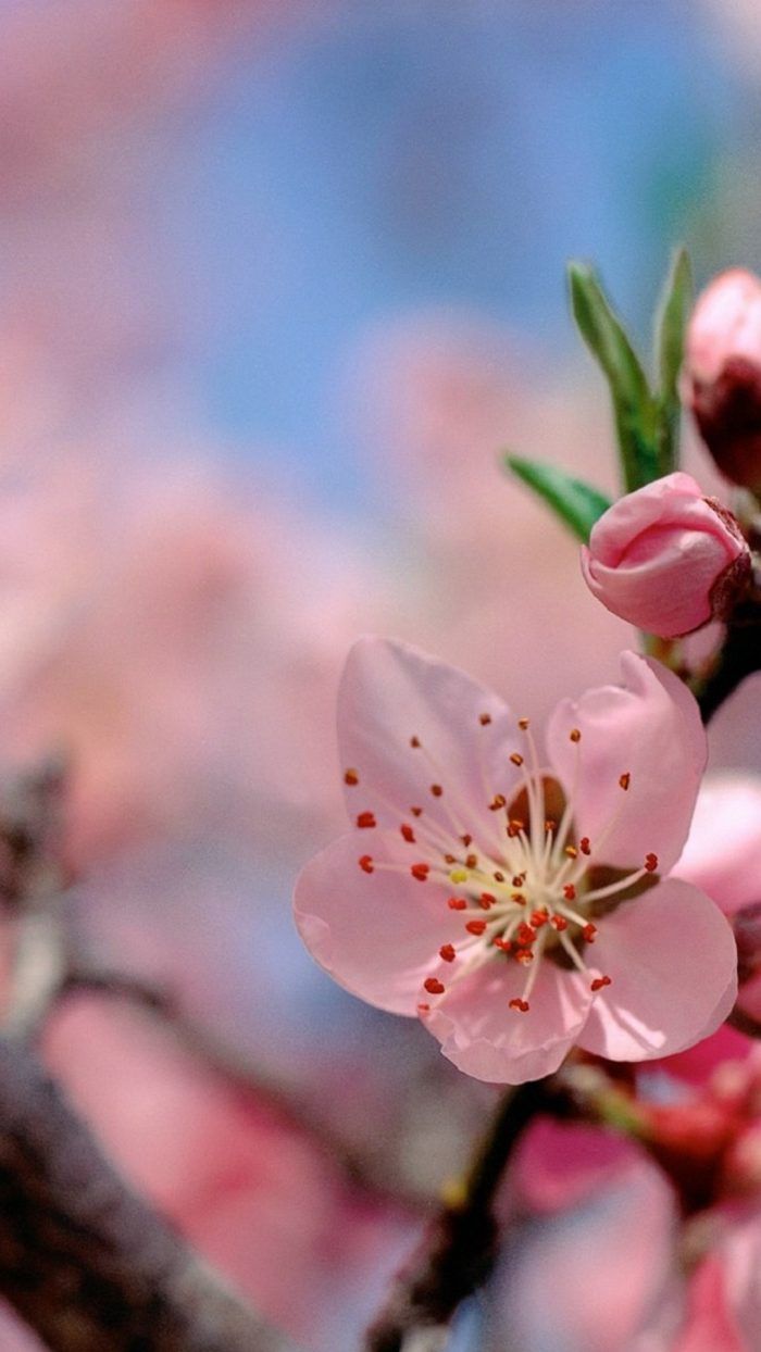 700x1244   Wallpaper Tulip, 4K, HD обои, весна, цветок, розовый, природа № 3791 