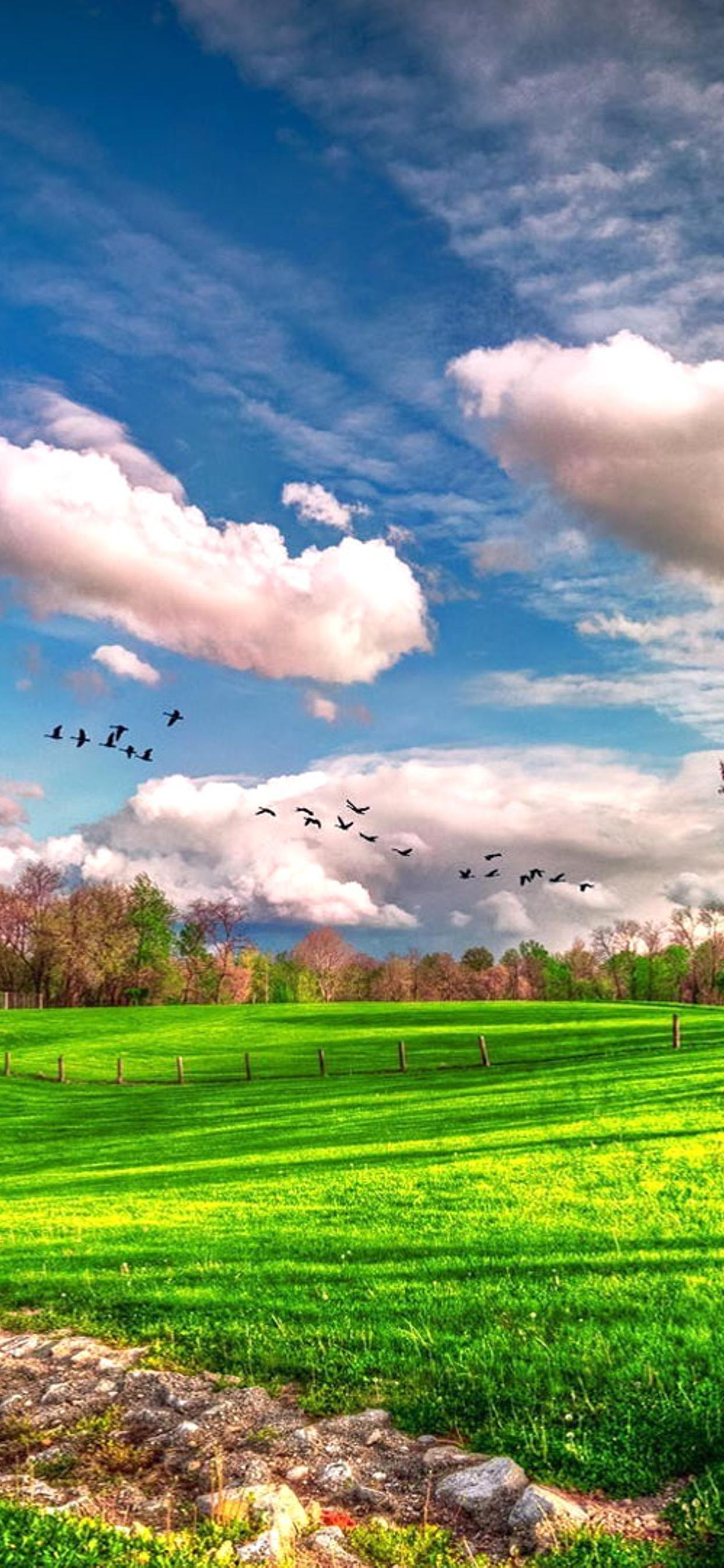 1242x2688   Весенний фон для Android. 2020 Симпатичные HD Телефон Обои | Pxfuel