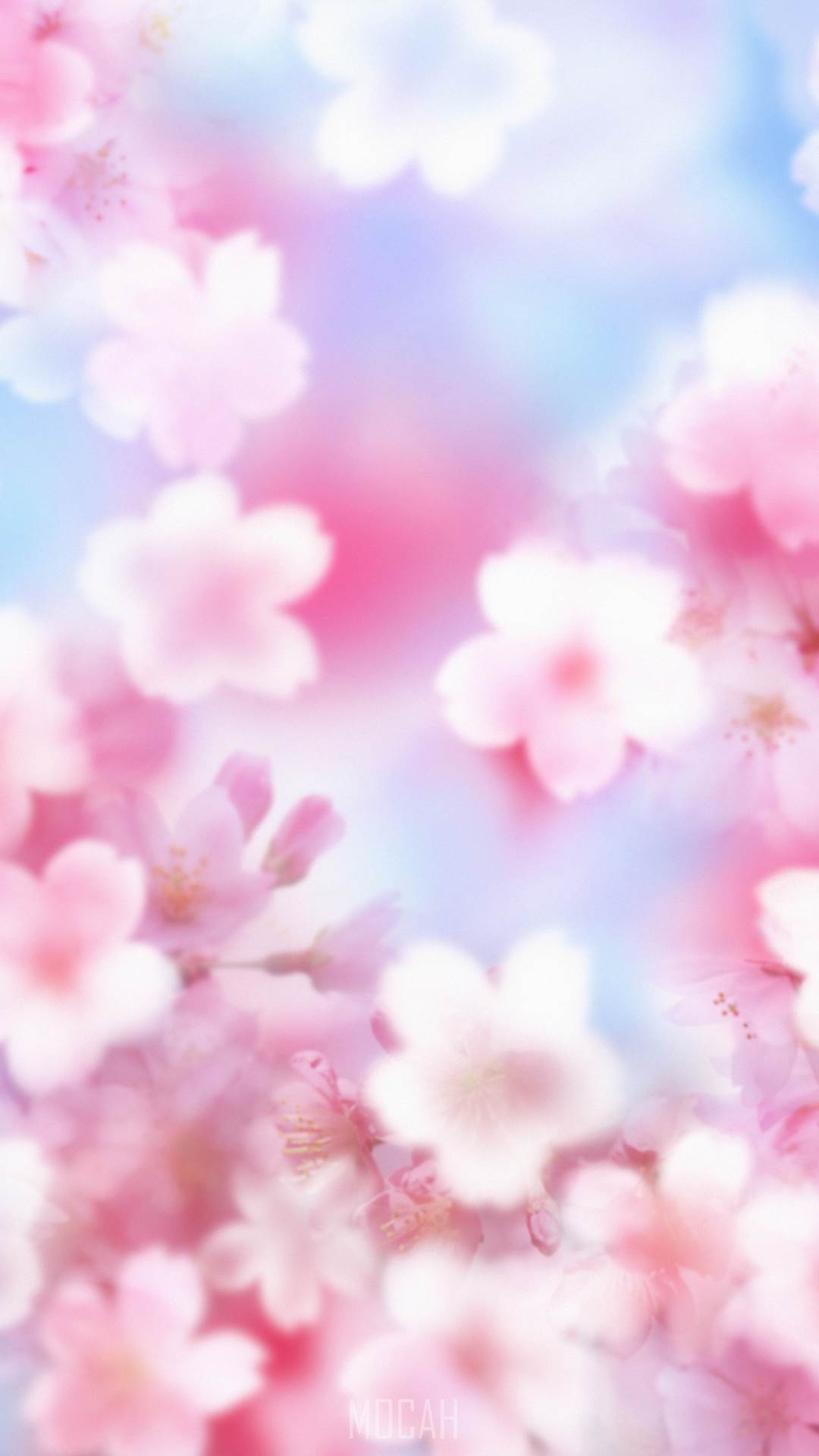 1080x1920  download HD Spring White Blossom обои | Обои.
