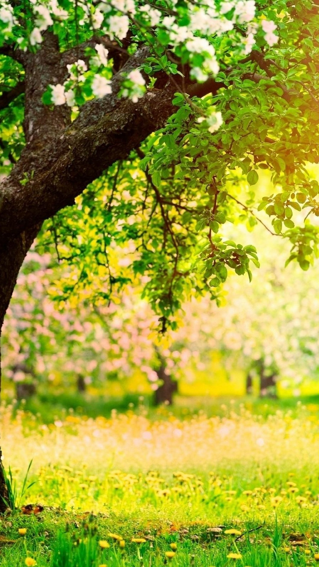 1080x1920   Астетическая пружина HD Телефон Обои | Pxfuel