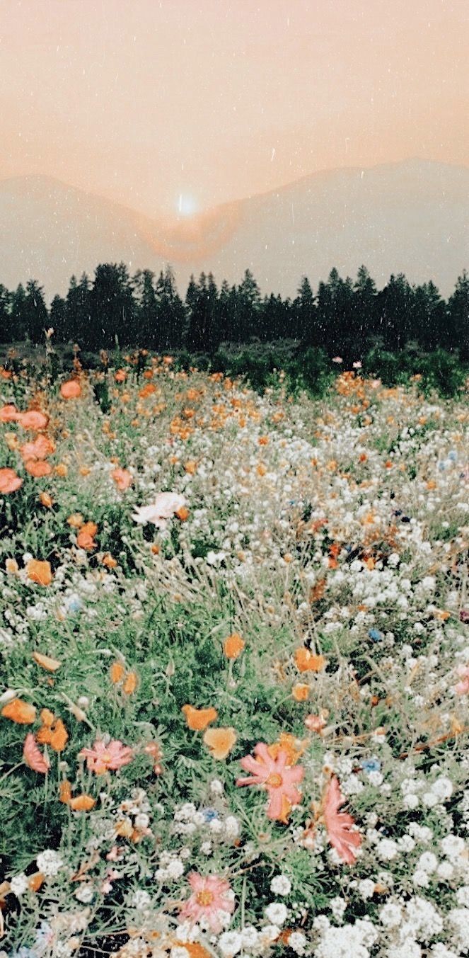 663x1353  Spring Collage Wallpapers - Top Free Free Spring Collage Fanks - WallpaperAccess