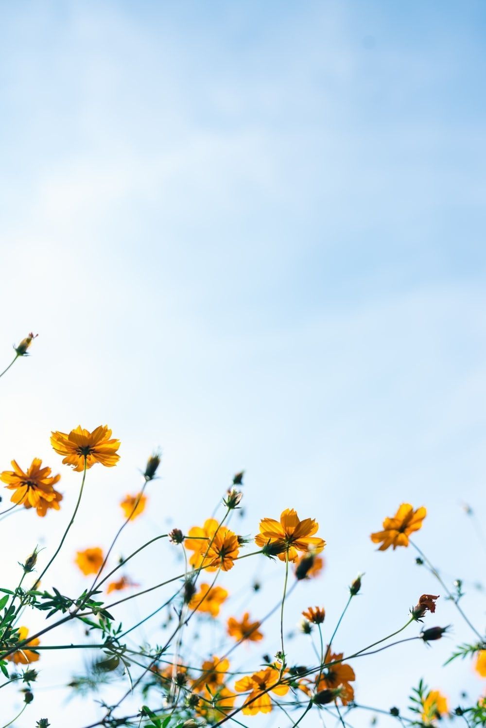 1000x1498  290812 Петикальный цвет розовый и ветвь HD, HTC Butterfly 3 Обои HD, 1440x2560 - Редкая галерея HD обои 