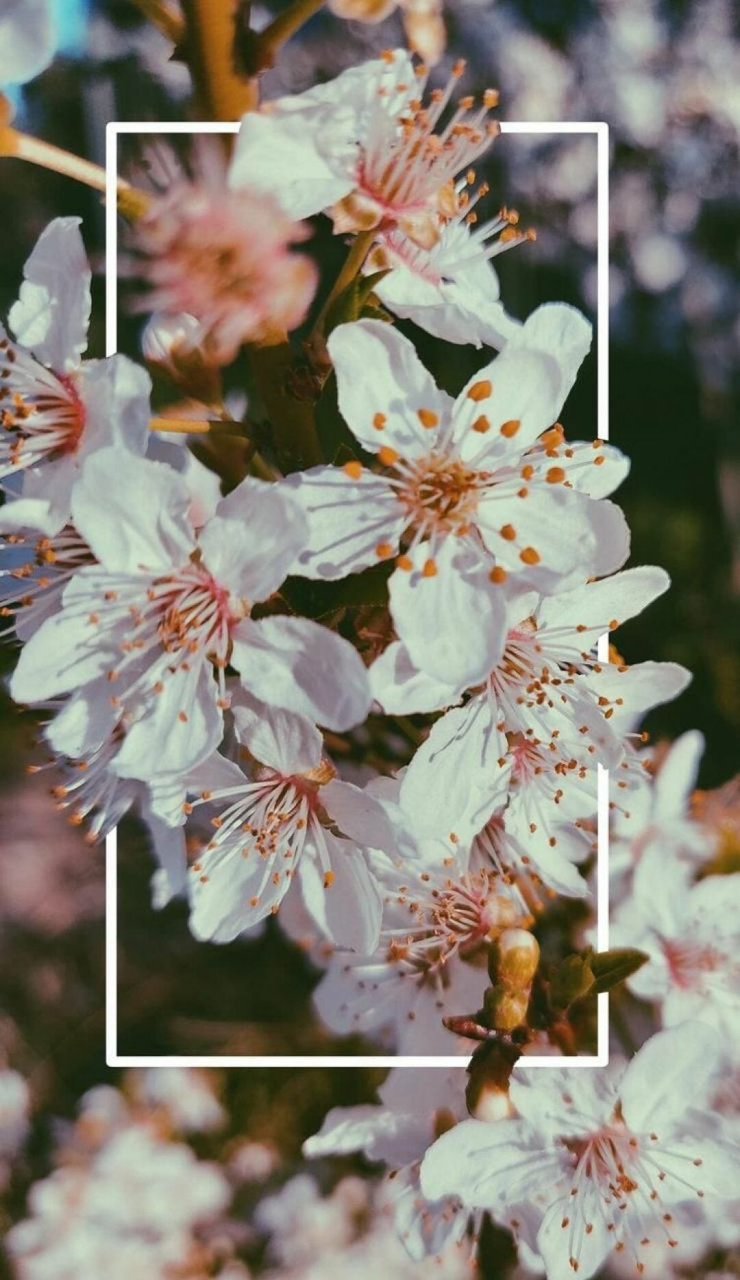 1080x1868  free Download 2017 Spring iPhone обои коллекции void Aesthetic HD [736x1308] для вашего рабочего стола, Mobile \ U0026 Tablet | Изучите 43+ эстетические обои 2017 | Эстетические обои, эстетические обои, готические эстетические обои 